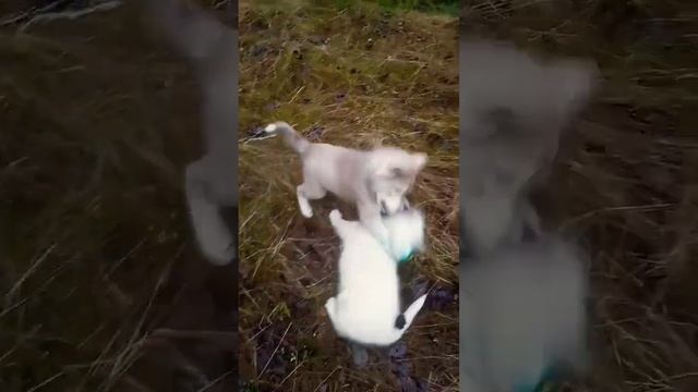 бойцовские приемы щенков волкособа #щенки #puppy #волкособ #wolf смотреть онлайн