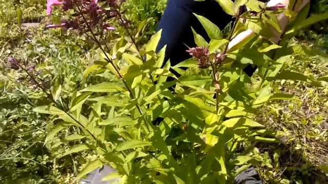 Клумба с флоксами и ирисами смотреть онлайн