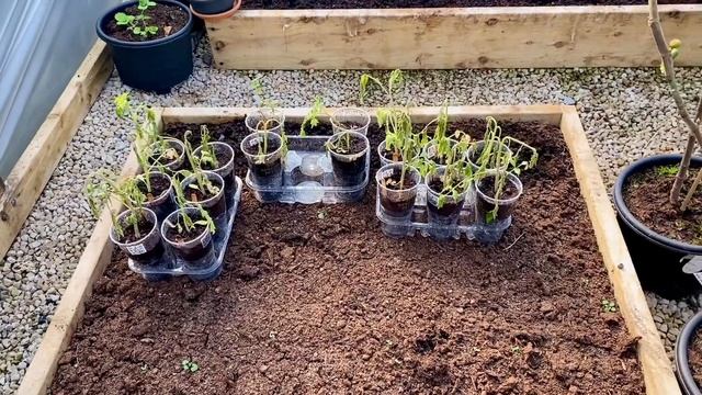 САД И ТЕПЛИЦА ? КОНЕЦ АПРЕЛЯ 2021 ? VLOG MY GARDEN IN APRIL 2021 ?@Amond смотреть онлайн