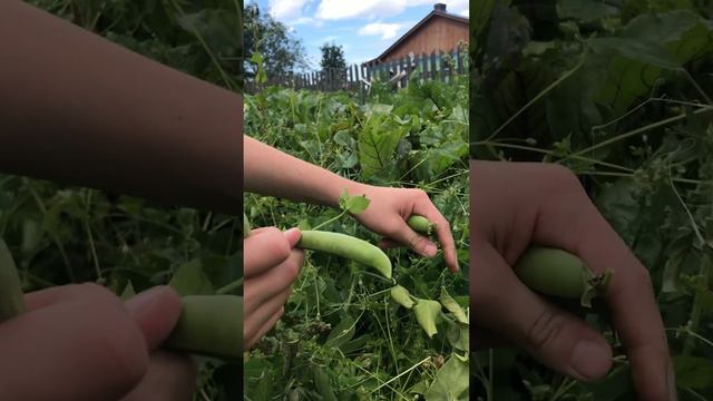 Суббота август собираем горох, красим окна, пропалываем грядки