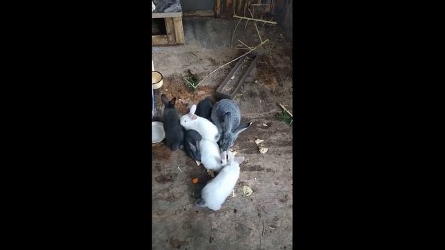 Ремонт саманного дома своими руками и немного о кроликах