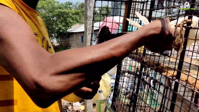 কালদুমা ও সবুজছাবগা পায়রা সেল / In magrahat kabutar market. смотреть онлайн