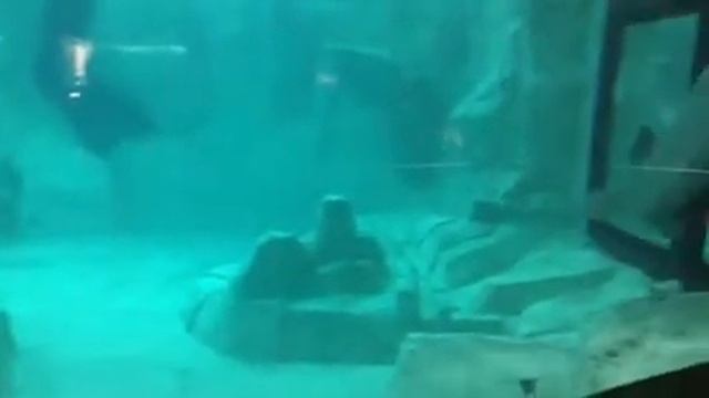 Белуха Валенсия смотреть онлайн