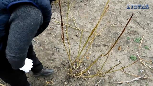 обрезка розы ярусами как обрезать розу подрезка розы огород сад розарий цветник смотреть онлайн