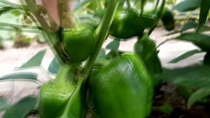 Обустройство теплицы.