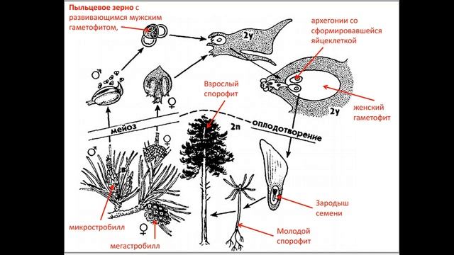 СИСТЕМАТИКА РАСТЕНИЙ ГОЛОСЕМЕННЫЕ смотреть онлайн