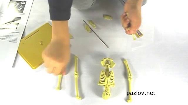 Скелет человека, 3D конструктор. смотреть онлайн