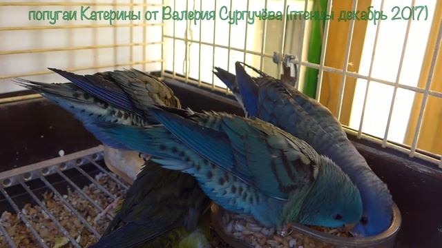 Птенцы попугаев Катерины 2017 года смотреть онлайн