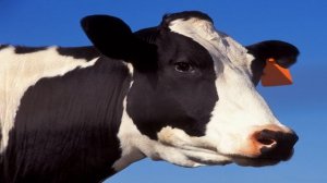 Cow Sounds | Animal Sounds with Peter Baeten