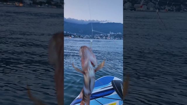 Каменный окунь. Морская рыбалка на сапе. смотреть онлайн