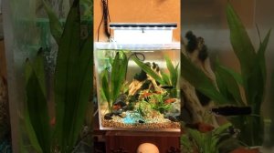 Как уменьшить силу струи в дешевых фильтрах для аквариума