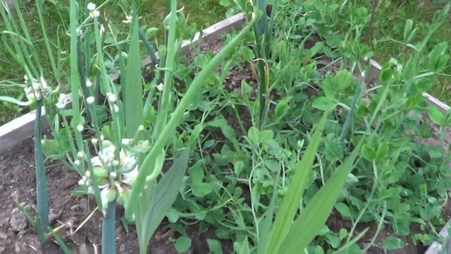 2 СОРТА ШАГАЮЩЕГО ,МНОГОЯРУСНОГО , ЖИВОРОДЯЩЕГО ЛУКА смотреть онлайн