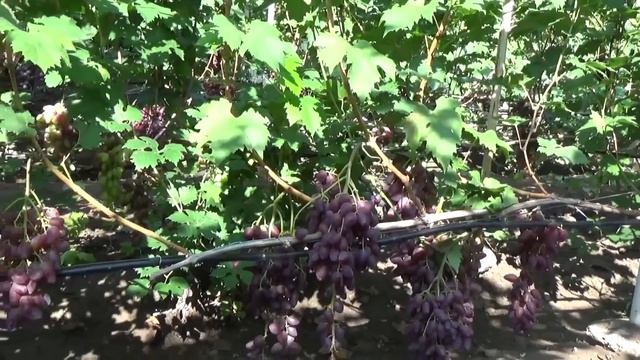 ДУБОВСКИЙ РОЗОВЫЙ - СВЕРХУРОЖАЙНЫЙ ВИНОГРАД смотреть онлайн