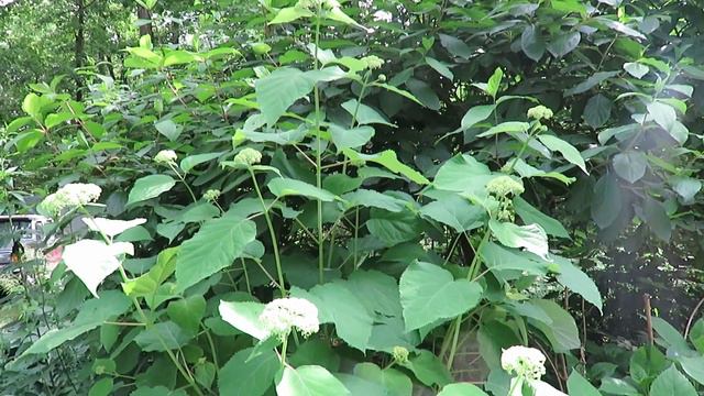 June 11, 2018, Garden Full смотреть онлайн