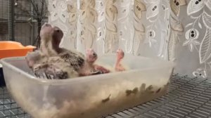 Корелла кормит птенцов