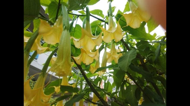 saharnov смотреть онлайн