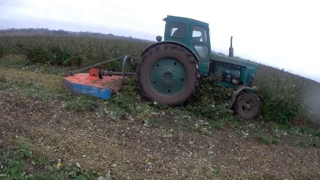 перше листопада на малиновому полі. мульчування малини, косіння малини смотреть онлайн