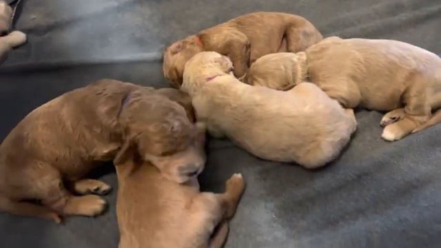 Remi x Lewis Standard Goldendoodles- Week 1 🐾 смотреть онлайн