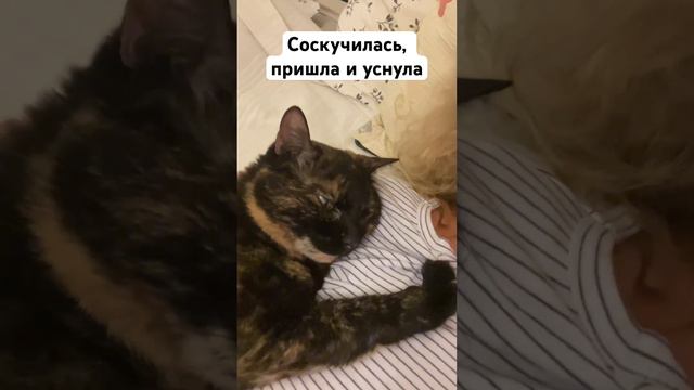 «Ведьмина кошка» смотреть онлайн