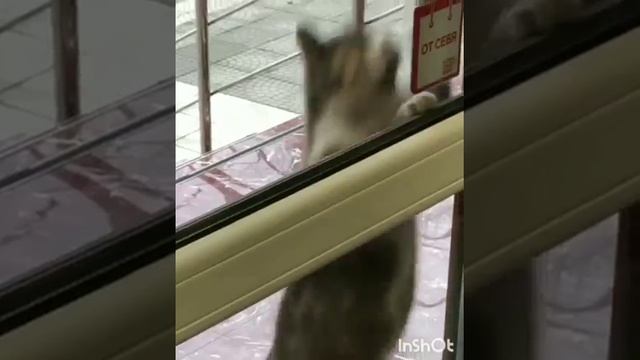 Забежал по пути в сотовый магазин .. #кошки #любимыеживотные #сотоваясвязь