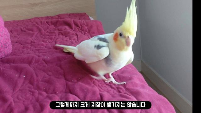 반려동물 앵무새 기르기 그 누구도 말해주지 않았던 왕관앵무 장단점 3가지 смотреть онлайн