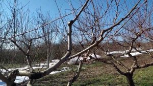 Американская длинная обрезка персика.