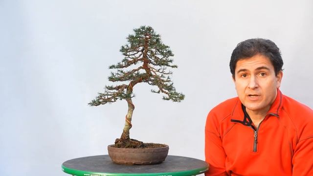 Cedrus libani смотреть онлайн