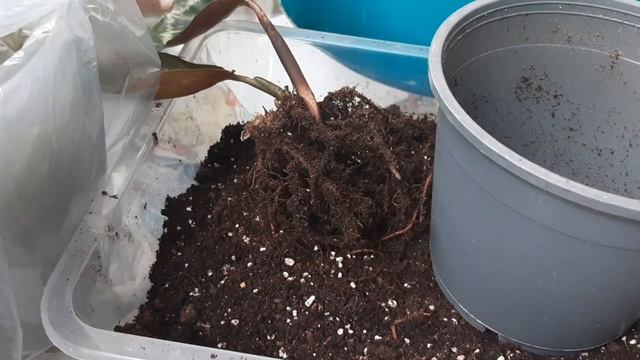 Пересадка алоказий и марантовых. смотреть онлайн