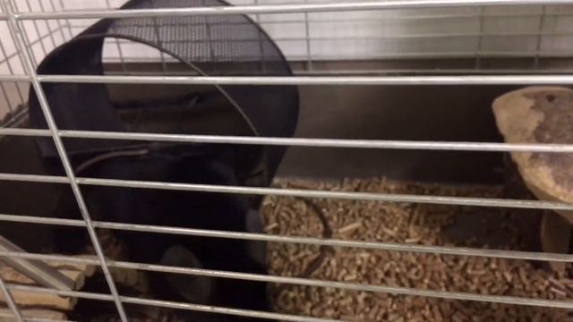Клетка для шиншиллы. Новая клетка: какую купить и что должно быть в клетке у шиншилл? смотреть онлайн