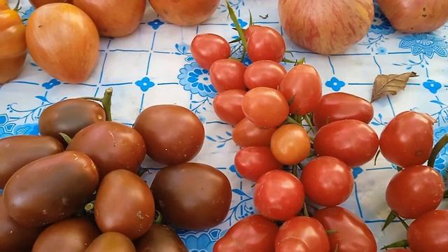 Редкие, коллекционные сорта в открытом грунте Черноземья. Гребень Фуоко цвета охры и другие. смотреть онлайн