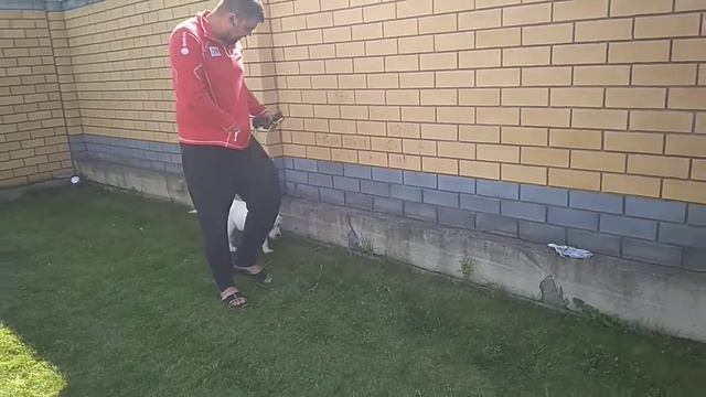 Дрессировка собак -лабрадор Арчи 3.5 мес.Дрессировщик Михаил