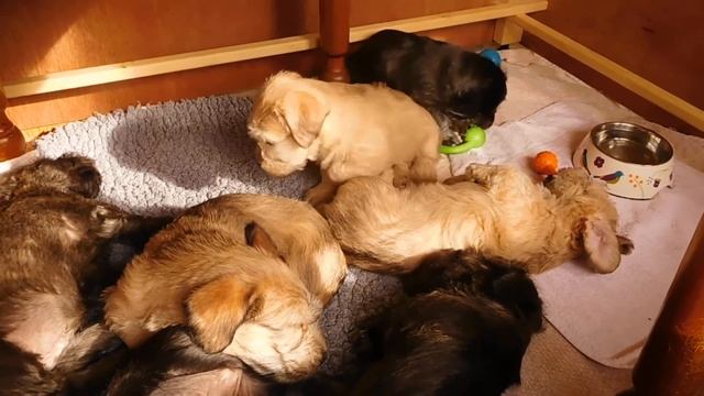 Teamhrach ? Glen of Imaal Terrier Puppies 7 WEEKS 2018 смотреть онлайн