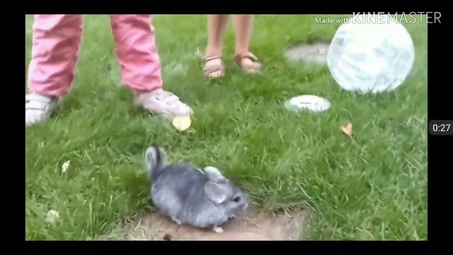 АнтиПиар #1. Прогулки шиншилл на улице.