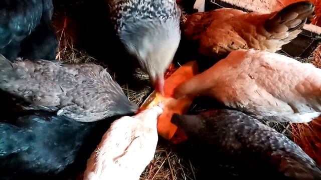 Почему зимой ЯЙЦЕНОСКОСТЬ РАСТЕТ, а летом падает. смотреть онлайн