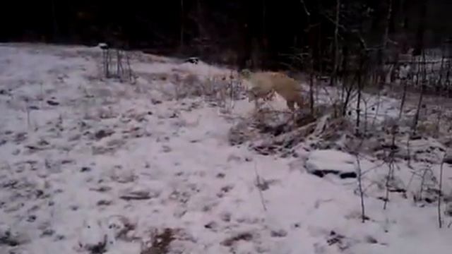 Голден ретривер и радости первому снегу! смотреть онлайн