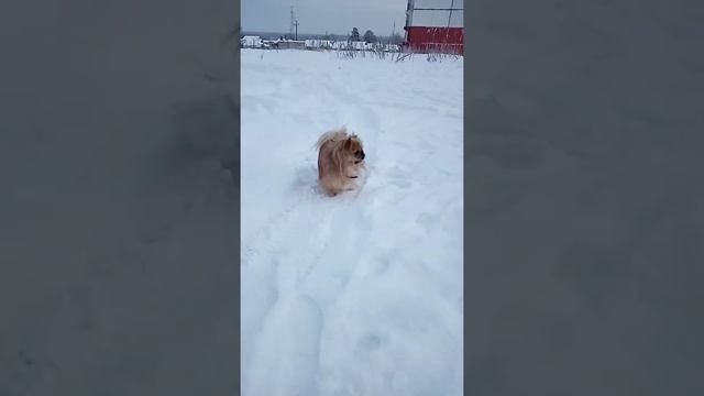 Пекинес. Зимняя прогулка.Мороз. смотреть онлайн