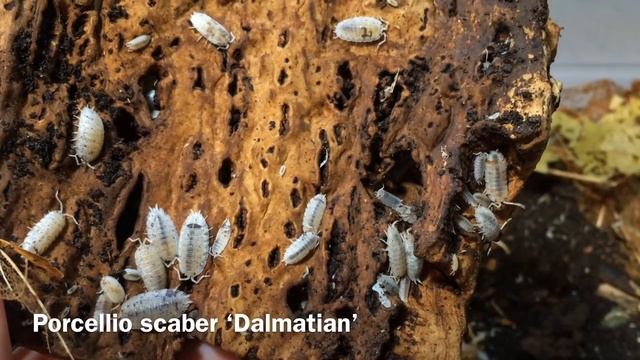 Isopods: The Best Pet Invertebrates? смотреть онлайн