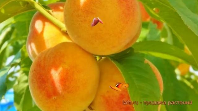 Персик колоновидная Сувенир (prunus persica suvenir) ? обзор: как сажать, саженцы персика Сувенир смотреть онлайн