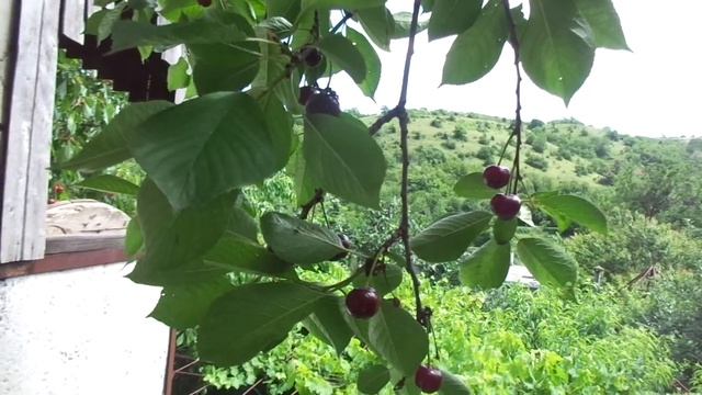 Фундук - только отводки! Вишня - из поросли, обрезка. Ч.2. смотреть онлайн