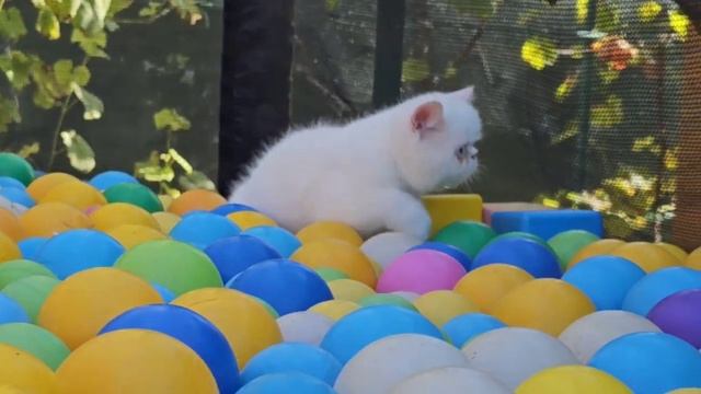 Котики первый раз на батуте смотреть онлайн