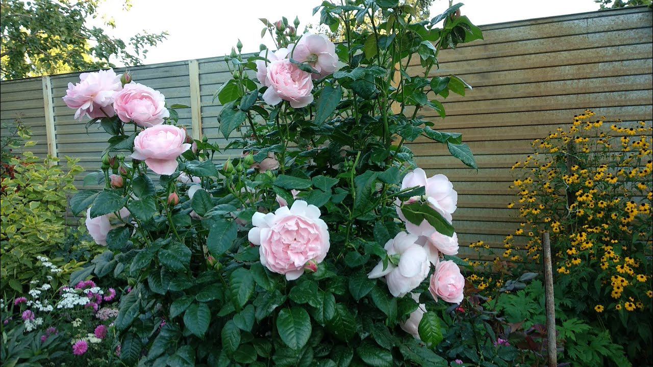 Розы. Такие разные розовые розы. Августа Луиза , Строберри Хилл смотреть онлайн