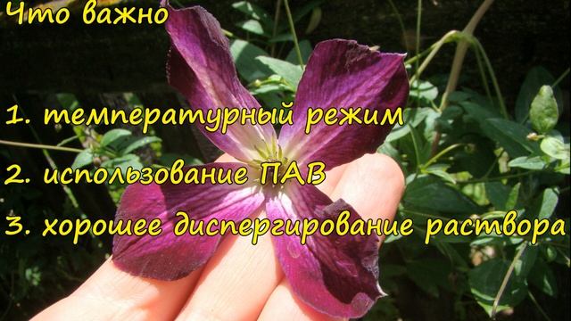 Клематисы. Чем защитить от болезней смотреть онлайн