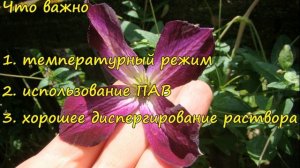 Клематисы. Чем защитить от болезней