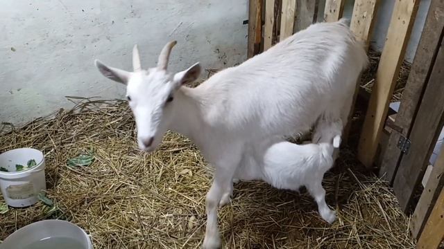 Лес - наш с папой антистресс. Приехали на прогулку//Новенькие//Саша - нянька//На вечерней управе. смотреть онлайн