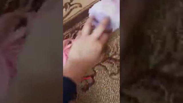 Что нужно купить перед появлением котёнка 🐈 в доме 🎈 смотреть онлайн