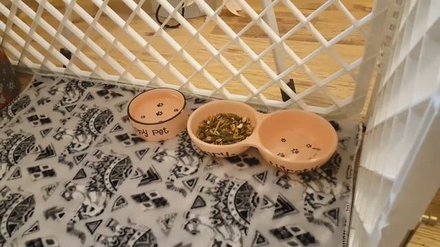 ВОЛЬЕР для КРОЛИКА. Обустраиваем и ЗАСЕЛЯЕМ Каспера смотреть онлайн