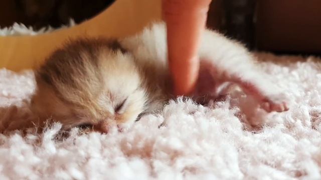 Маленькому котику гладим животик смотреть онлайн