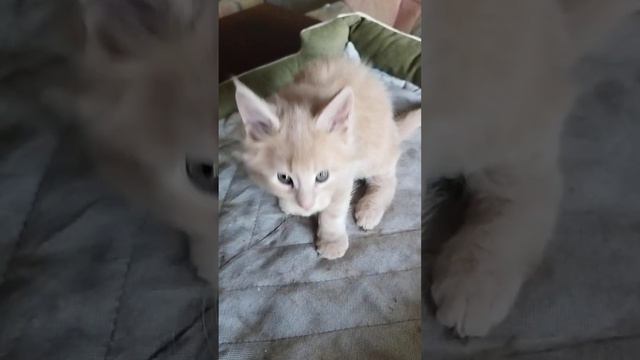 Котёнок породы мейн-кун, кремового окраса или персик, самый крупный в помете, очень быстро растёт! смотреть онлайн