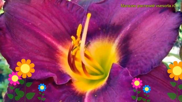 Лилейник гибридный Минстрэл Бой. Краткий обзор, описание характеристик hemerocallis Ministrel Boy смотреть онлайн