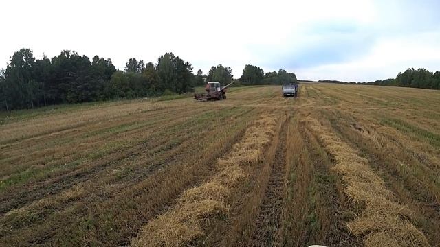 Уборочная 2019. Вожу зерно один на двух машинах. смотреть онлайн